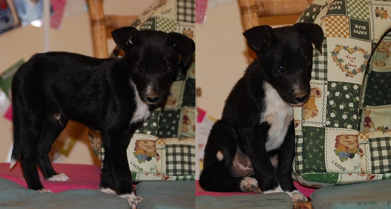 pupje 19-11